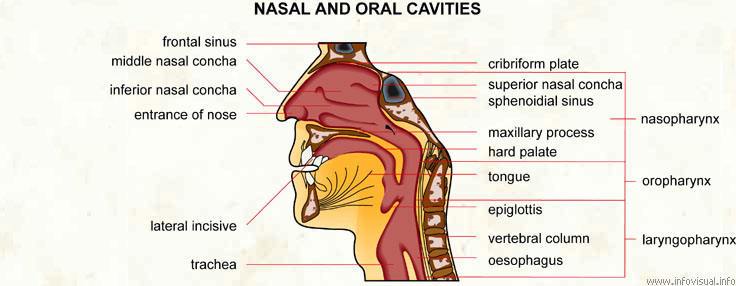 Nasal and oral cavities  (Visual Dictionary)